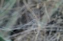 Cyrtophora_citricola_D3188_Z_85_Valle Gran Rey_Spanje
